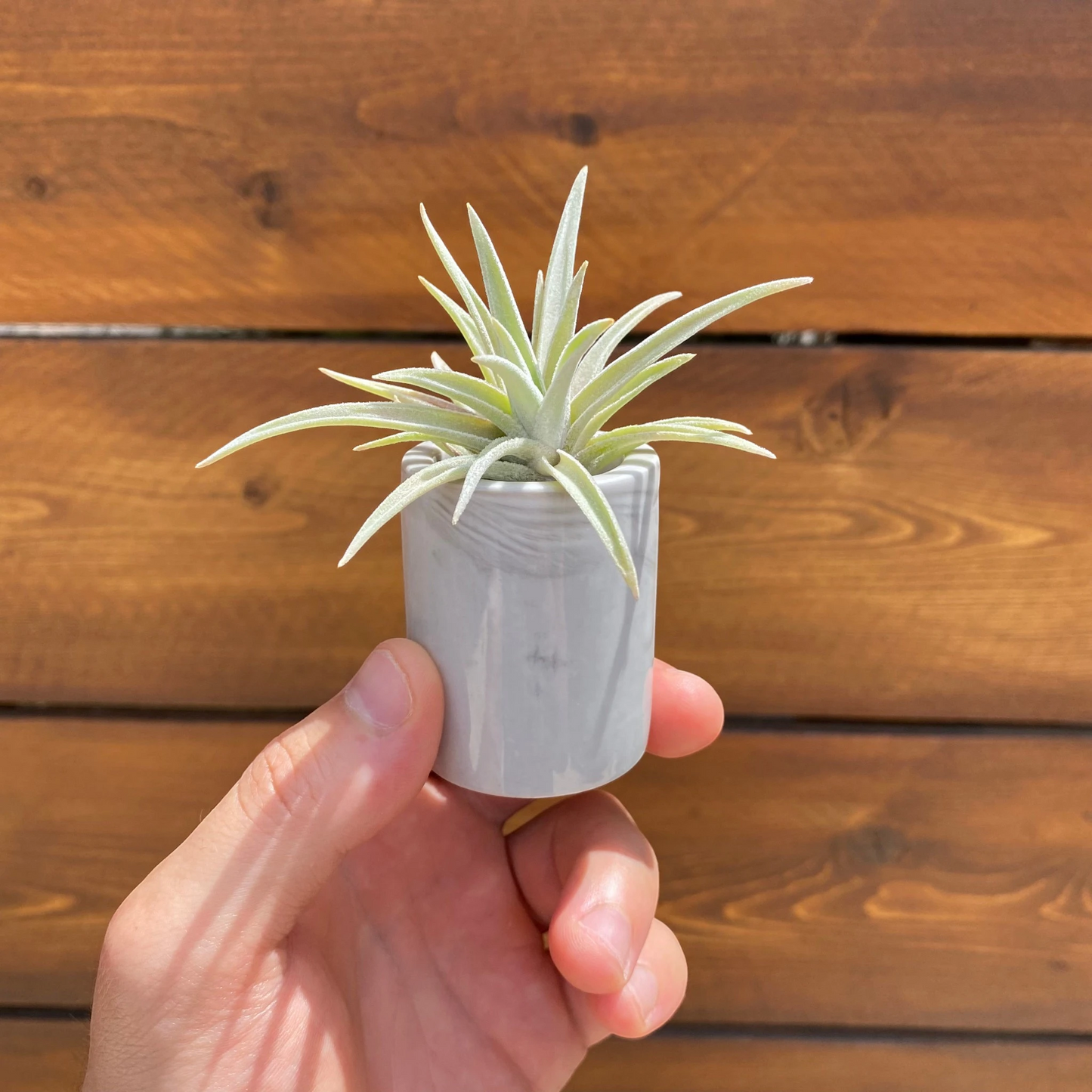 Marbled Ceramic Pot- Air Plant Holder