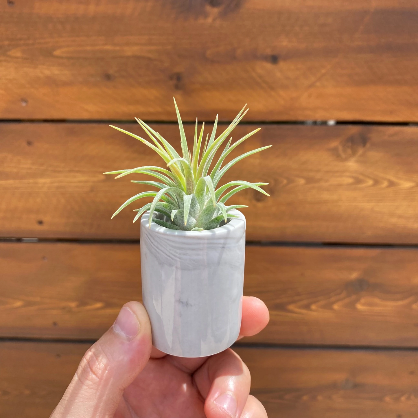Marbled Ceramic Pot- Air Plant Holder