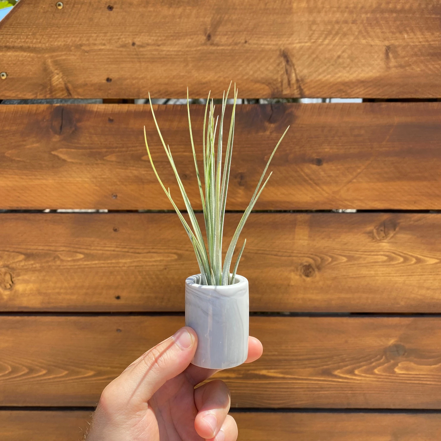 Marbled Ceramic Pot- Air Plant Holder