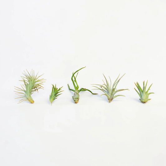 Mini Air Plant Variety Pack – 5 Different Tillandsia