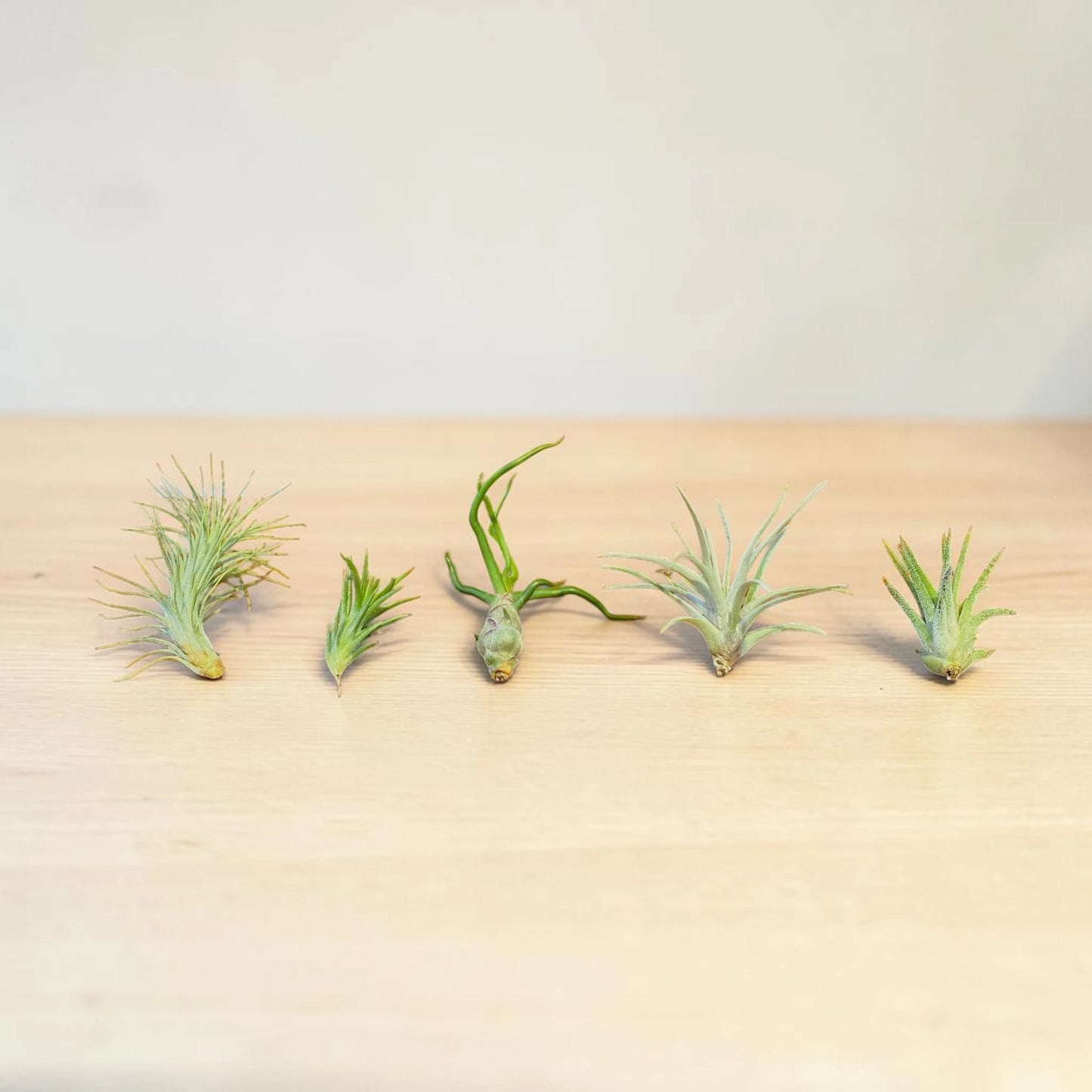 Mini Air Plant Variety Pack – 5 Different Tillandsia