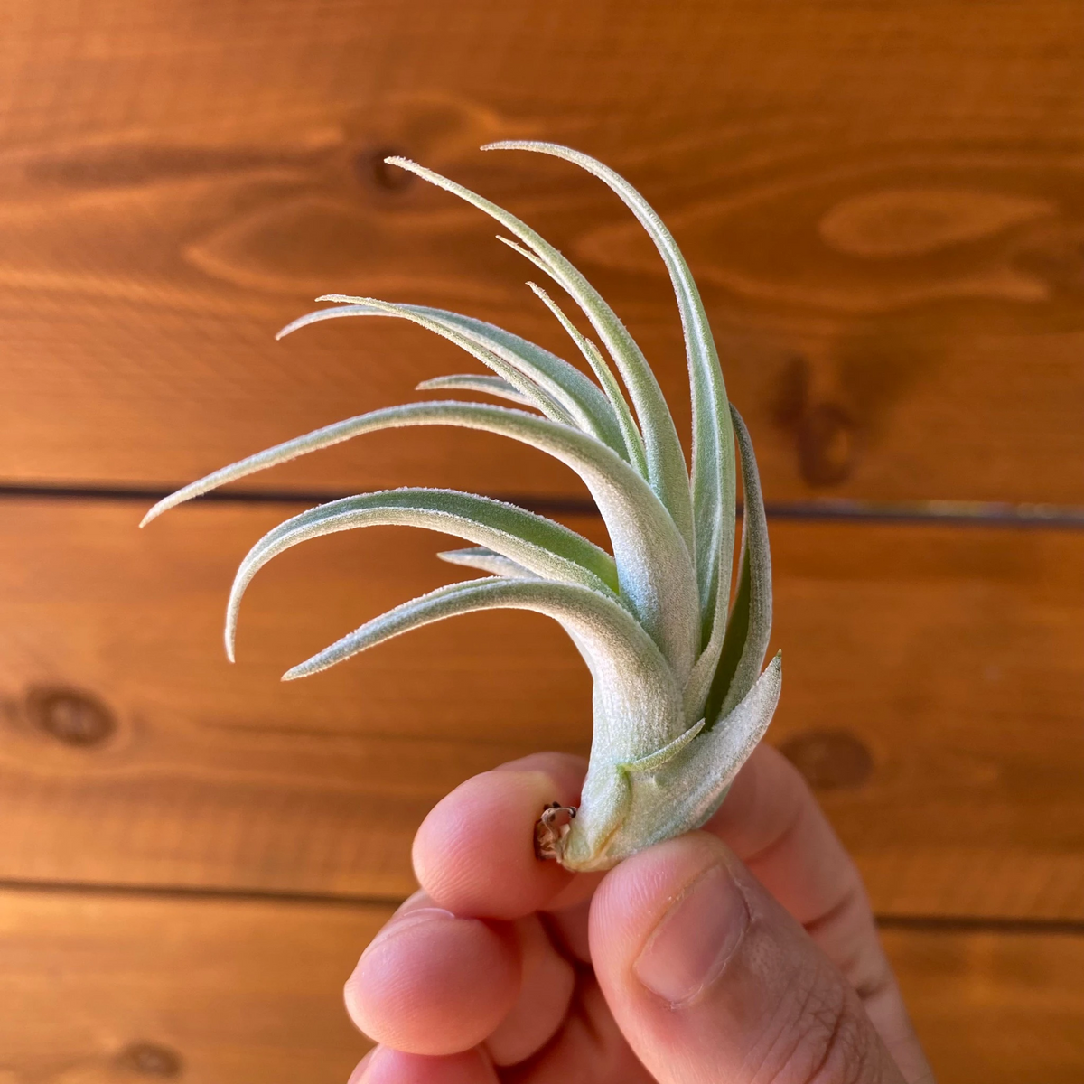 Tillandsia Recurvifolia var. Subsecudifolia - Air Plant