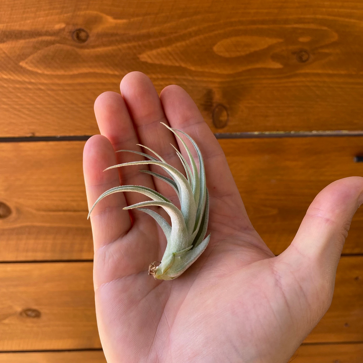 A small air plant with pale green and white leaves resting on an open human hand, set against a warm brown wooden plank background.