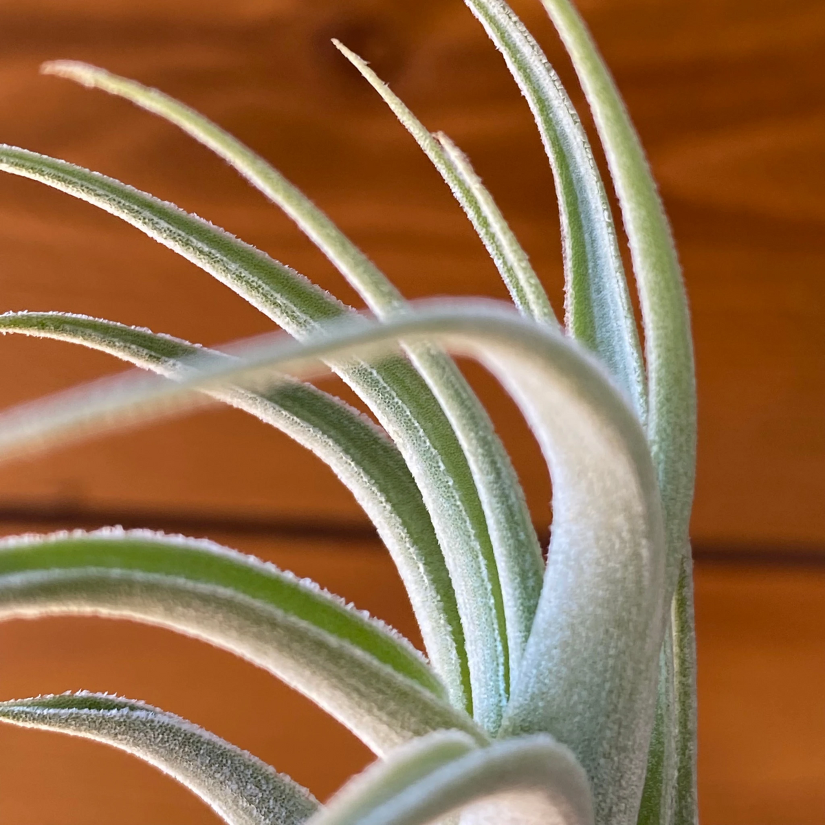 Tillandsia Recurvifolia var. Subsecudifolia - Air Plant