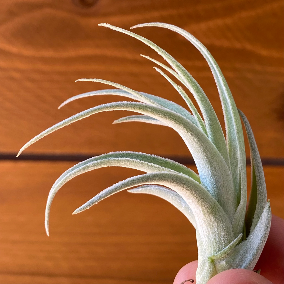 Tillandsia Recurvifolia var. Subsecudifolia - Air Plant