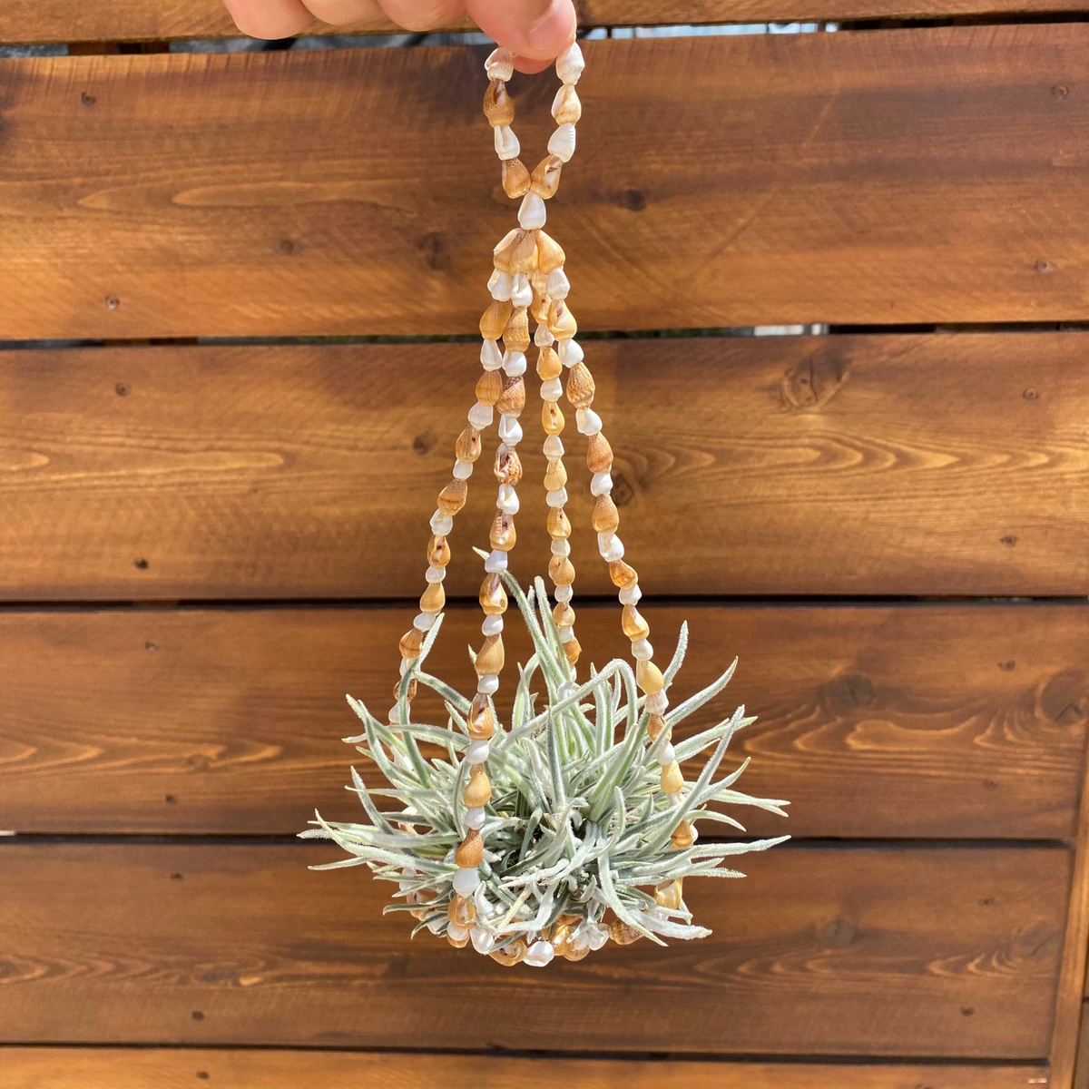 A small potted air plant hanging from a handmade macrame hanger made of amber and white beads, held by a hand in front of a wooden slat wall.