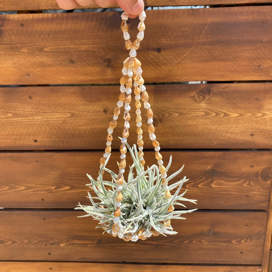 A small potted air plant hanging from a handmade macrame hanger made of amber and white beads, held by a hand in front of a wooden slat wall.