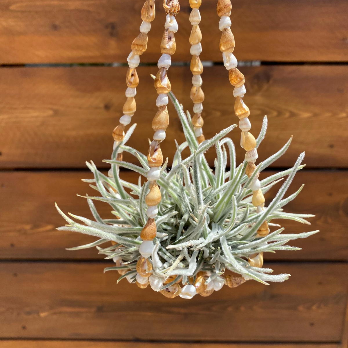 A hanging planter made from natural seashells draped over a green air plant, set against a rustic wooden plank background.