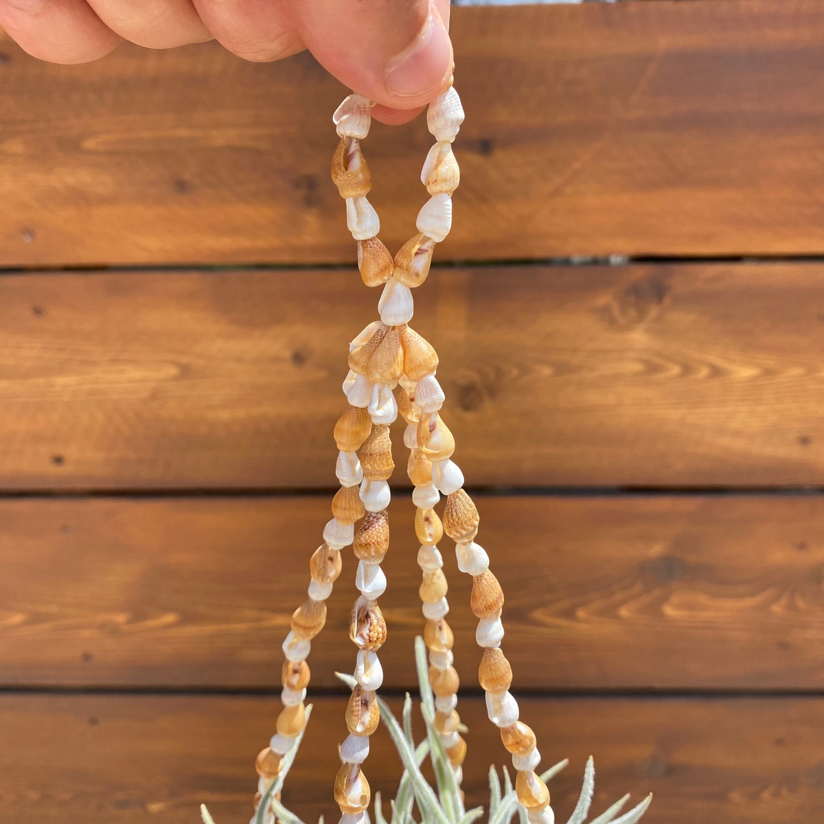 Seashell Cradle – Hanging Air Plant Holder