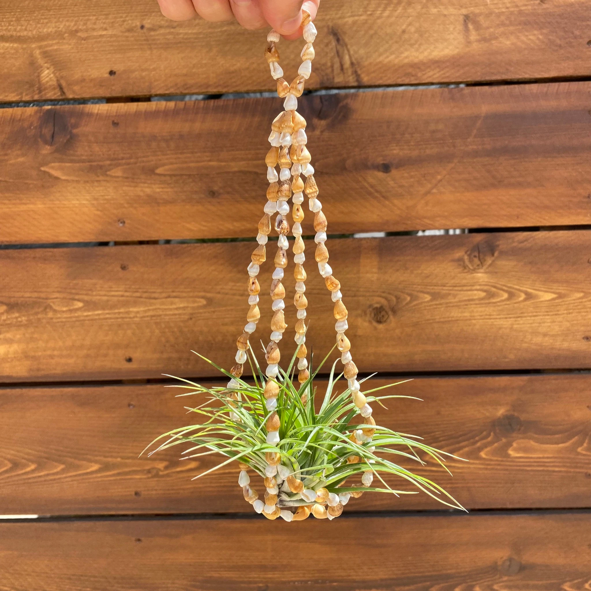 A handmade beaded plant hanger made from tan and white seashells, holding a small green air plant, shown against a rustic brown wooden plank background.