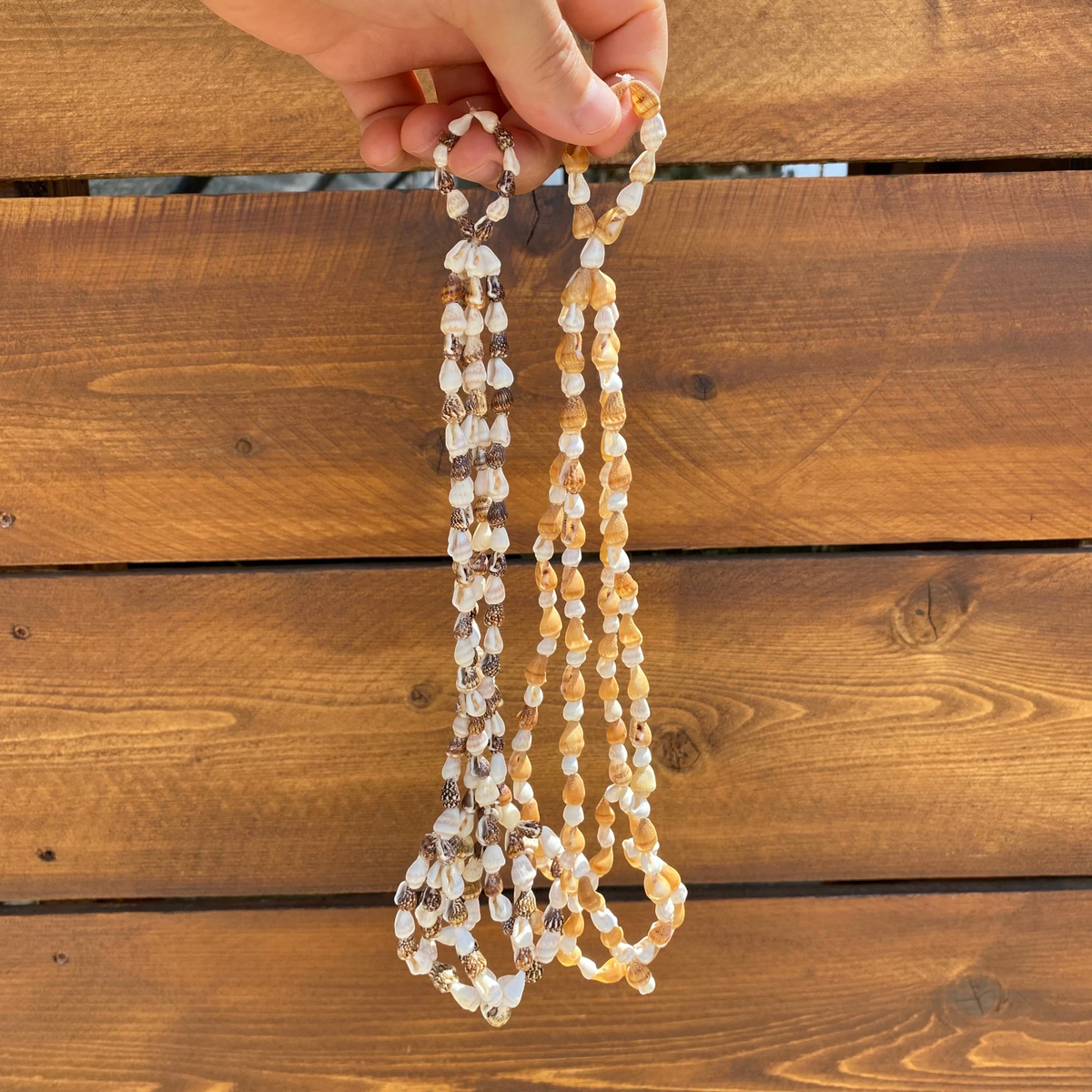 Seashell Cradle – Hanging Air Plant Holder