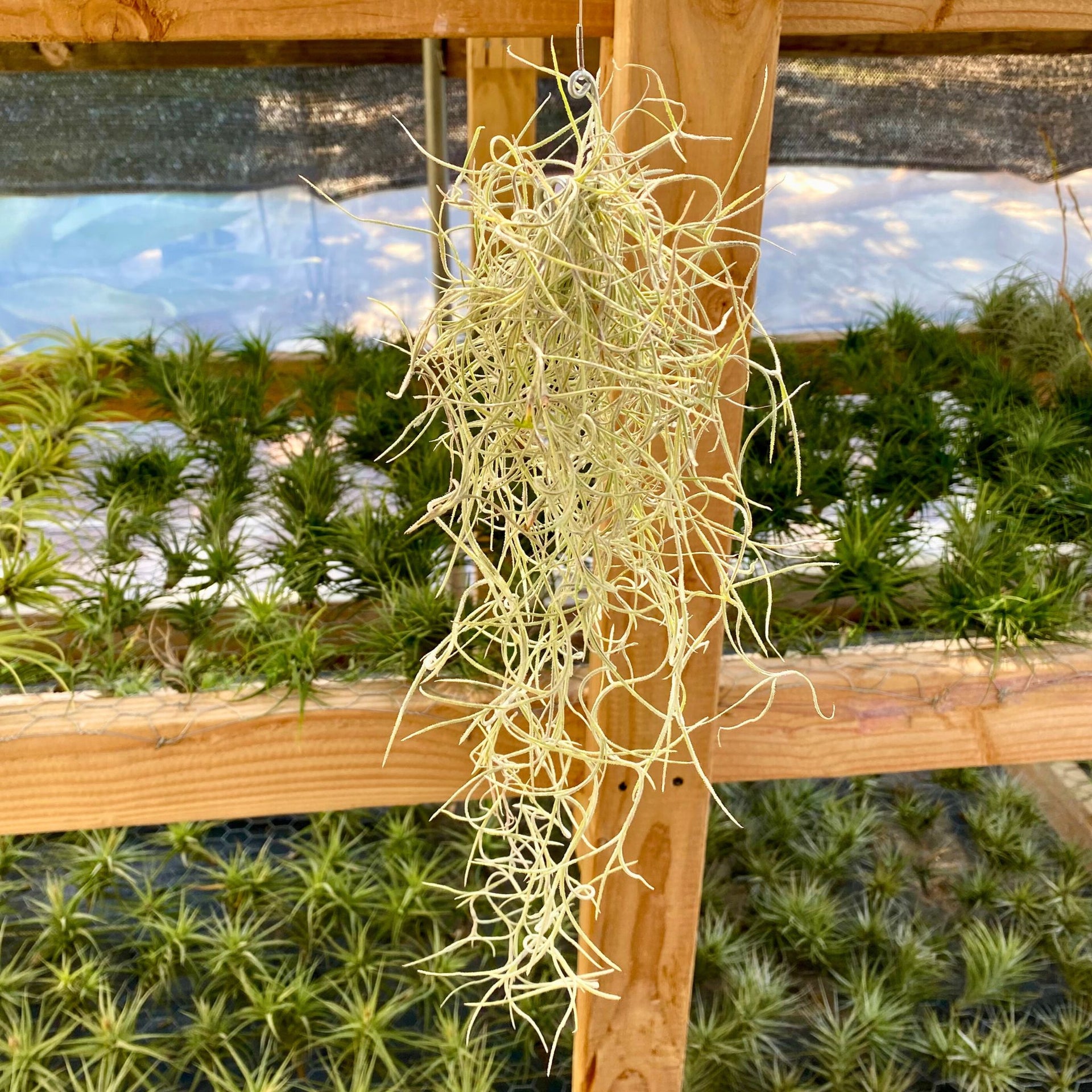 Spanish Moss (Tillandsia usneoides)