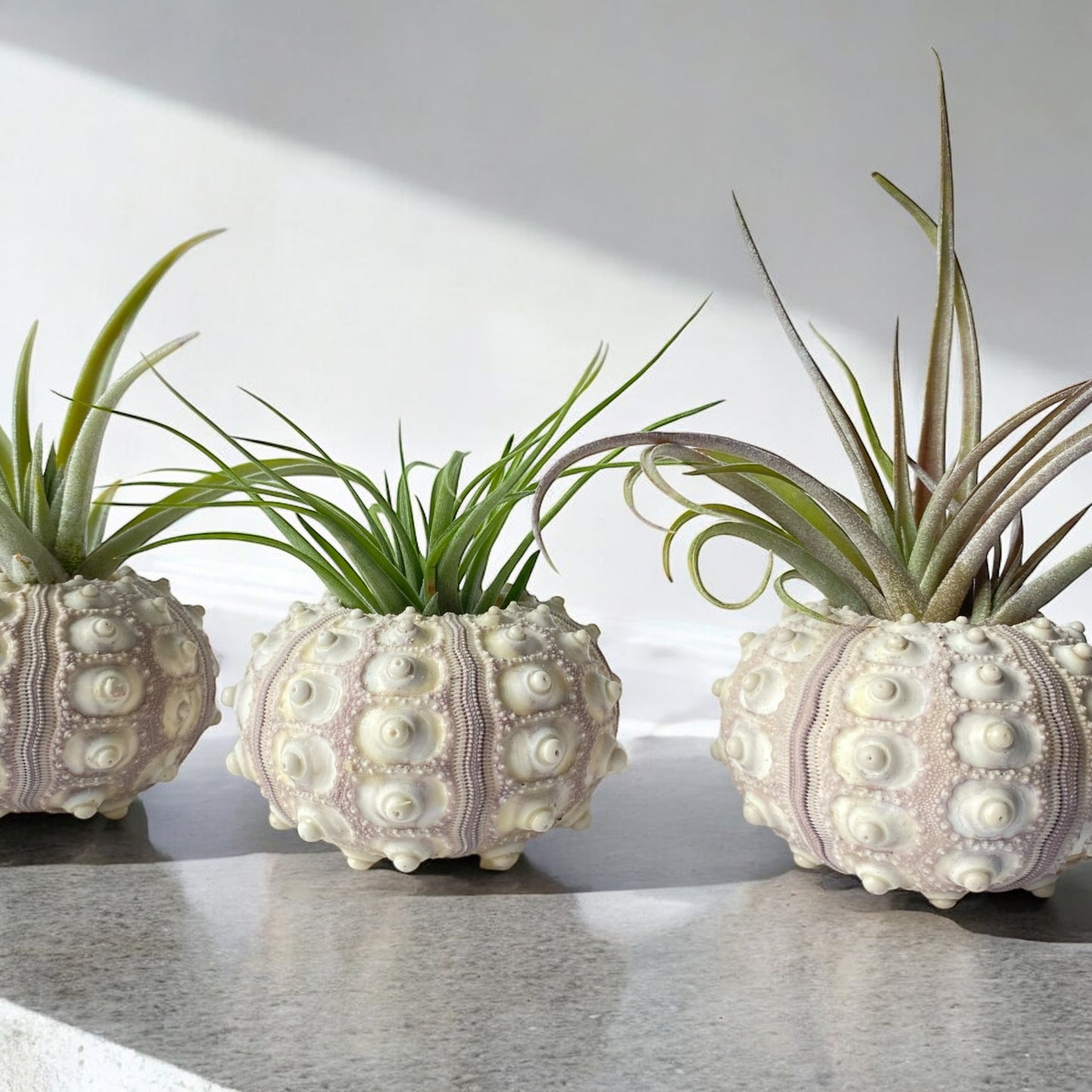 Three air plant displays in the form of sea urchin shells, arranged on a flat surface.