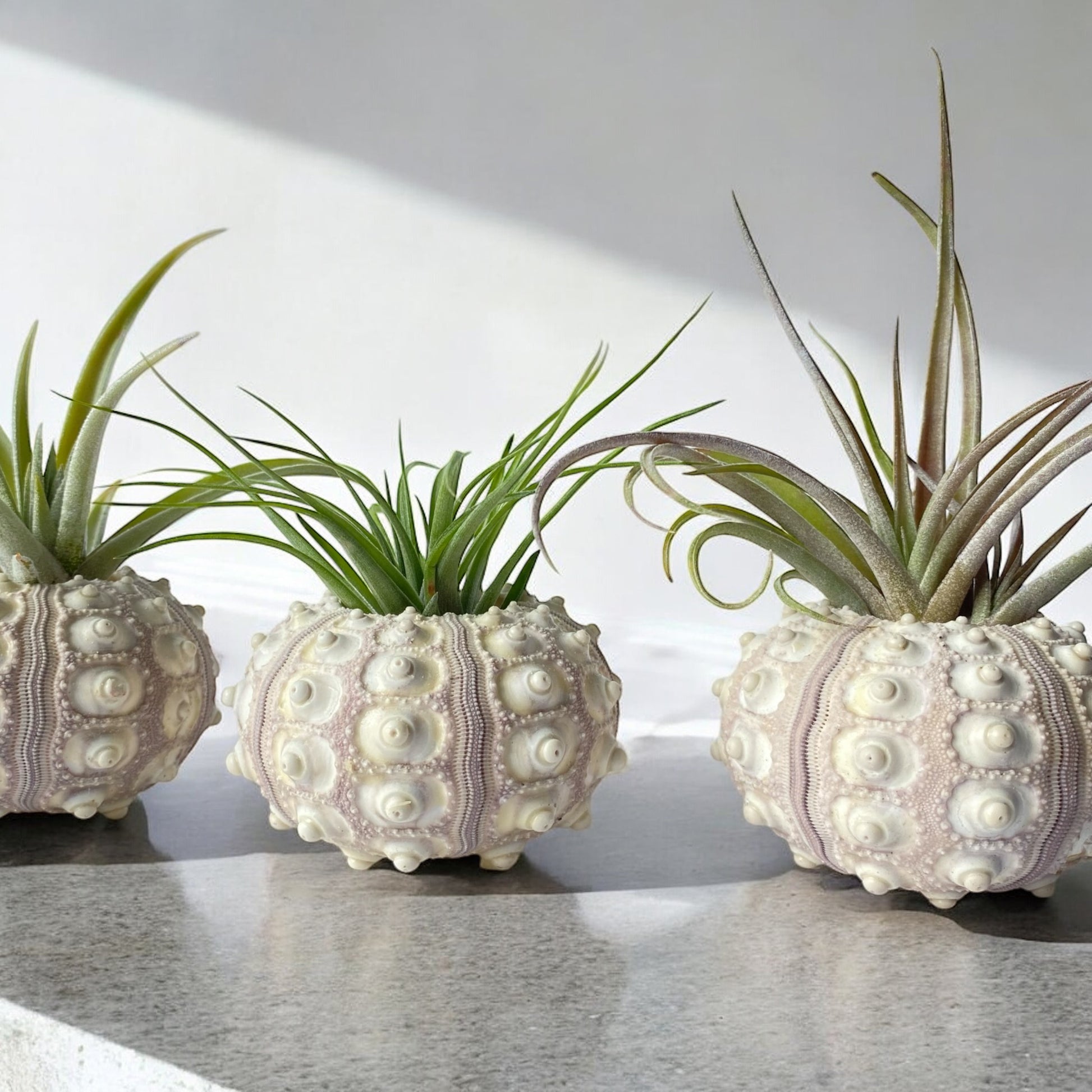 Three air plant displays in the form of sea urchin shells, arranged on a flat surface.