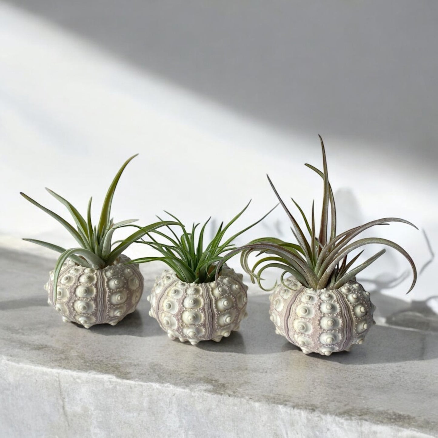Three air plant displays in the form of sea urchin shells, arranged on a flat surface.