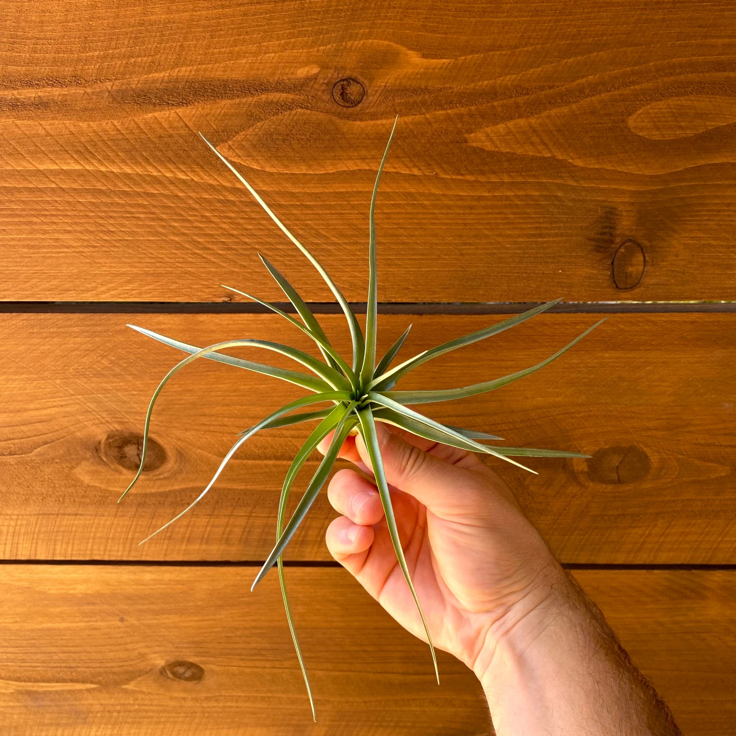 Tillandsia Stricta 'Stiff Green' - Air Plant