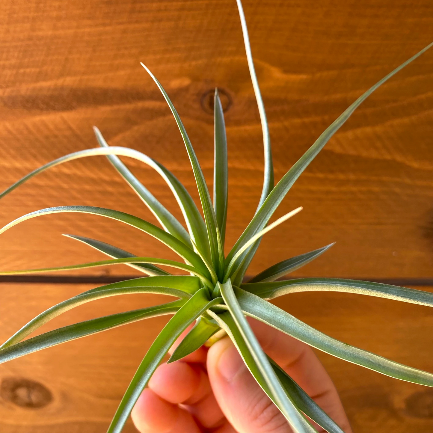 Tillandsia Stricta 'Stiff Green' - Air Plant