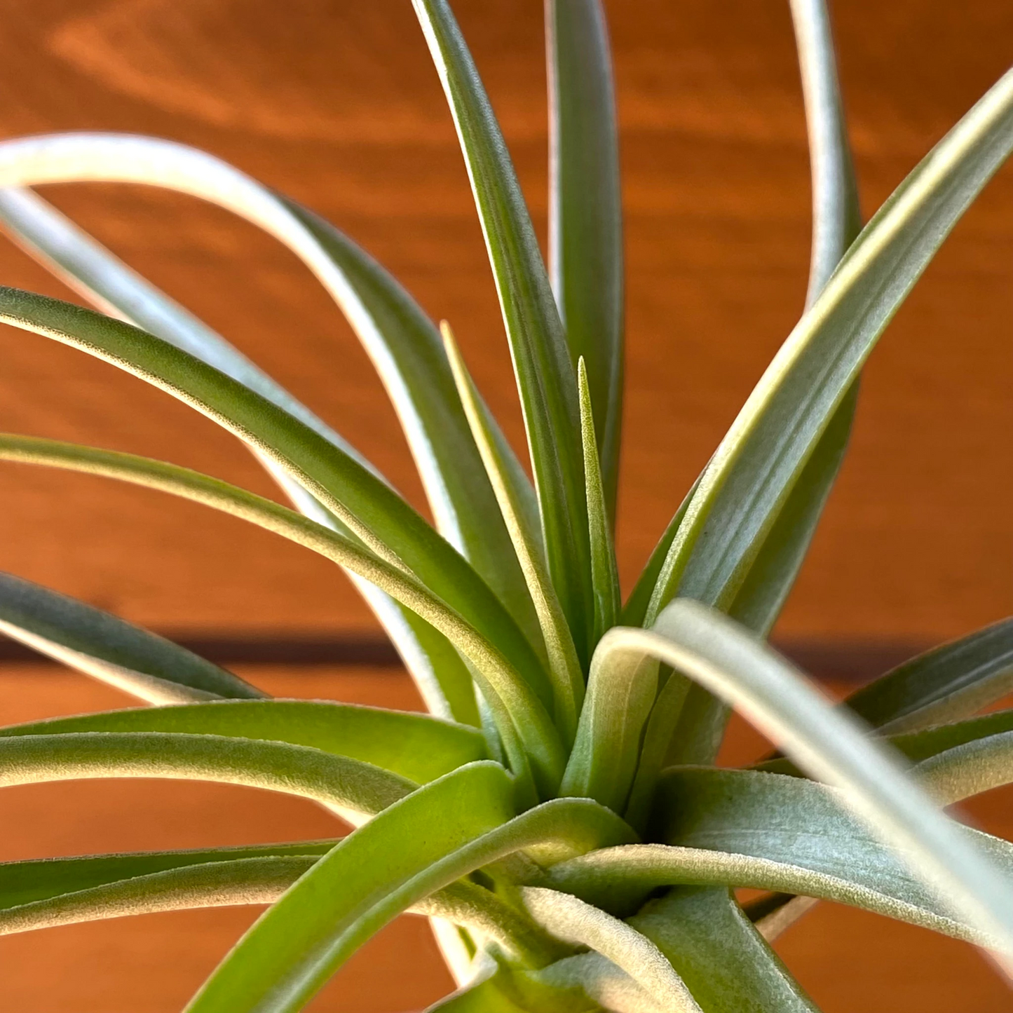 Tillandsia Stricta 'Stiff Green' - Air Plant