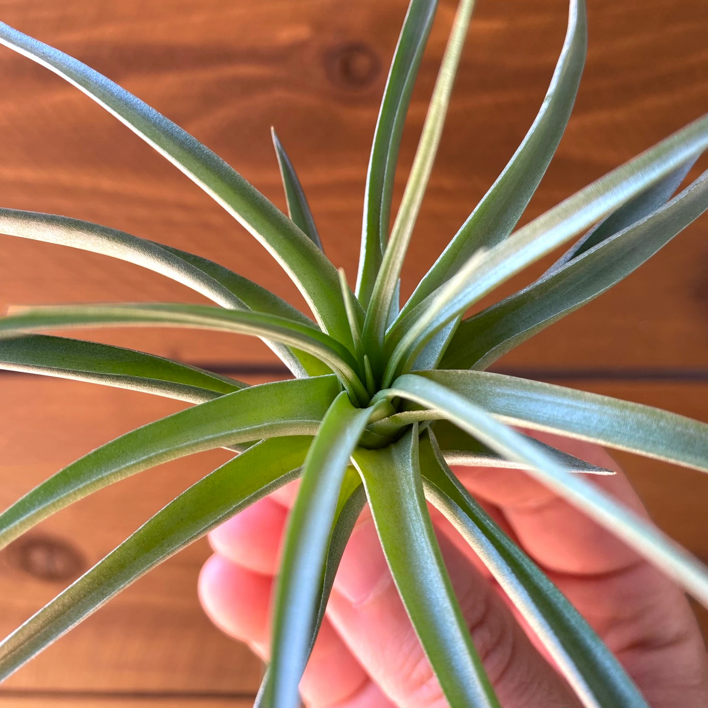 Tillandsia Stricta 'Stiff Green' - Air Plant