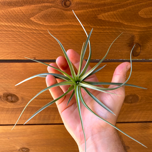 Tillandsia Stricta 'Stiff Green' - Air Plant