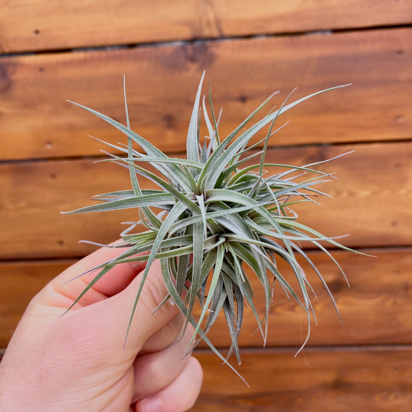 Hand holding a tillandsia plant against a wooden background