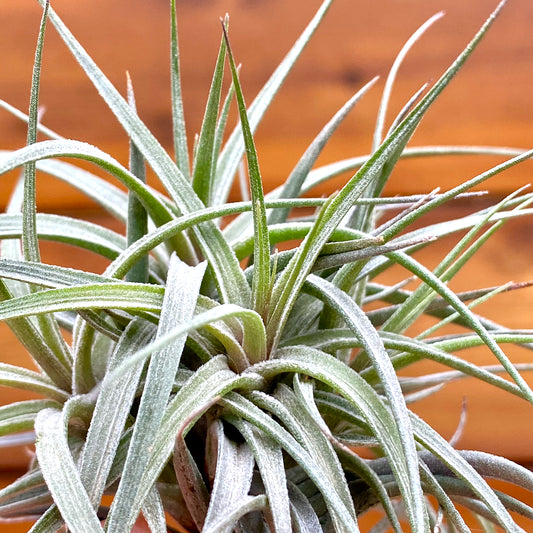 Close-up of a tillandsia plant with a blurred wooden background