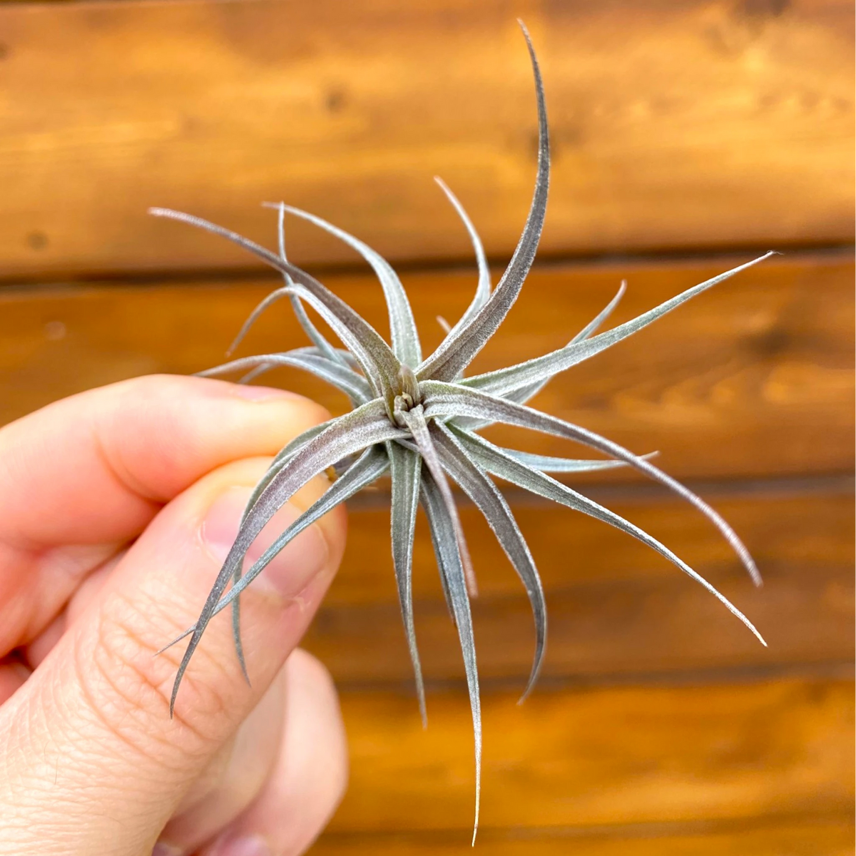 Hand holding a small air plant against a wooden background