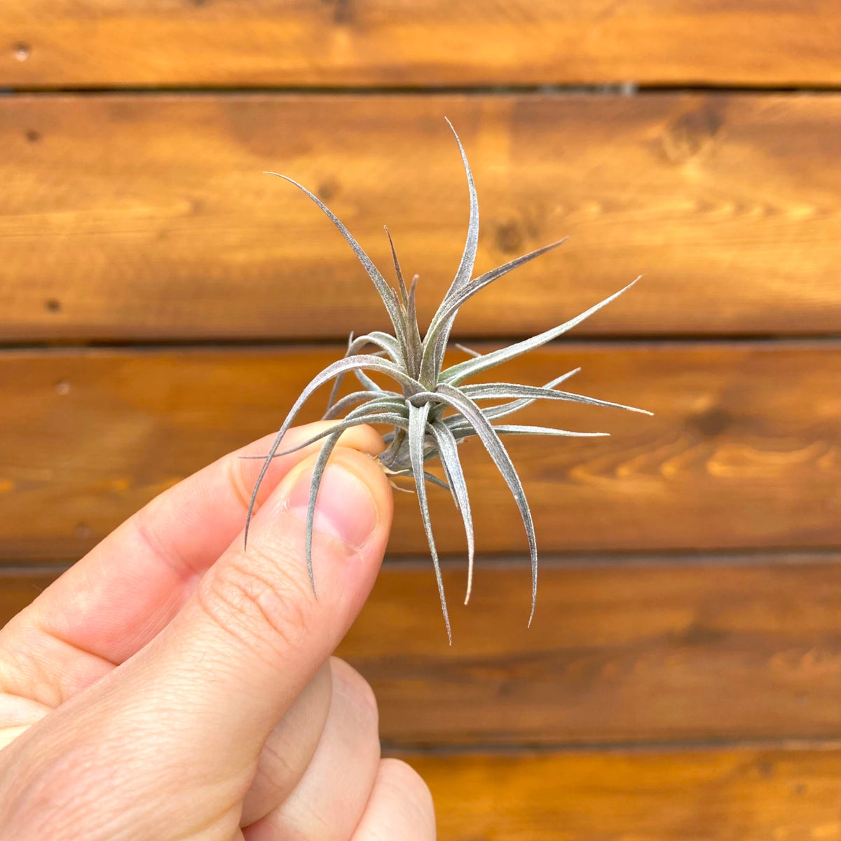 Hand holding a small air plant against a wooden background