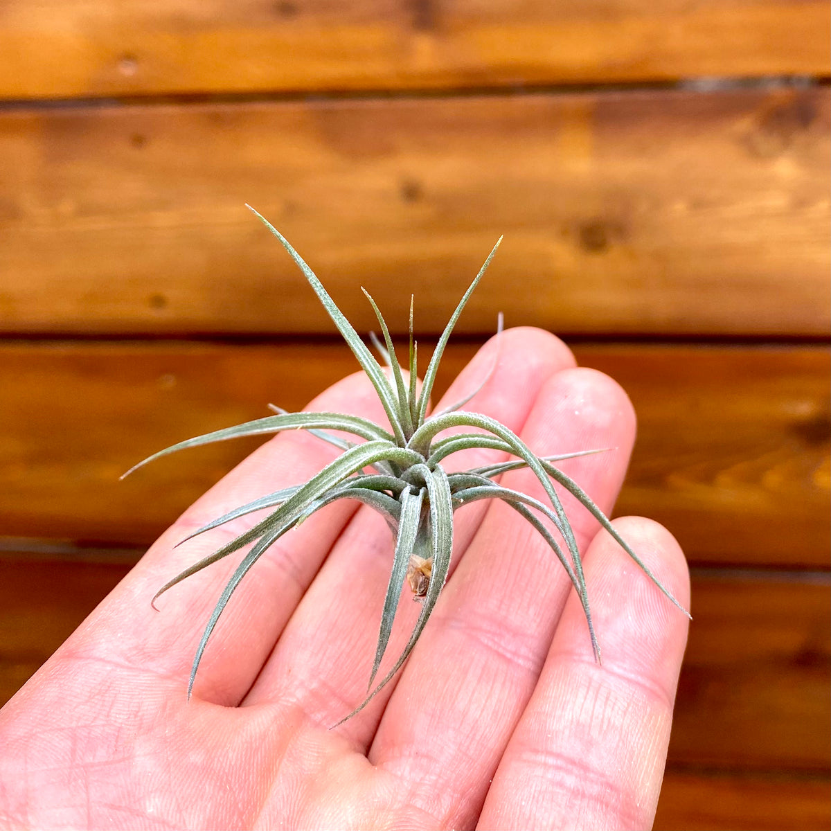 Small air plant held in a hand with a wooden background