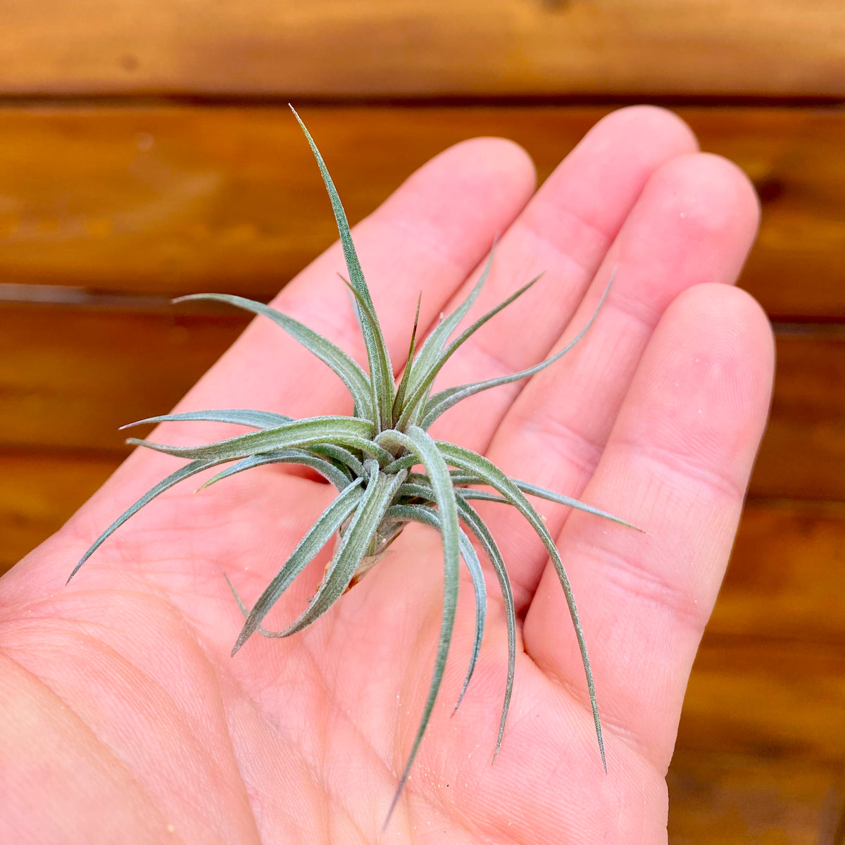 Small air plant held in a hand with a wooden background