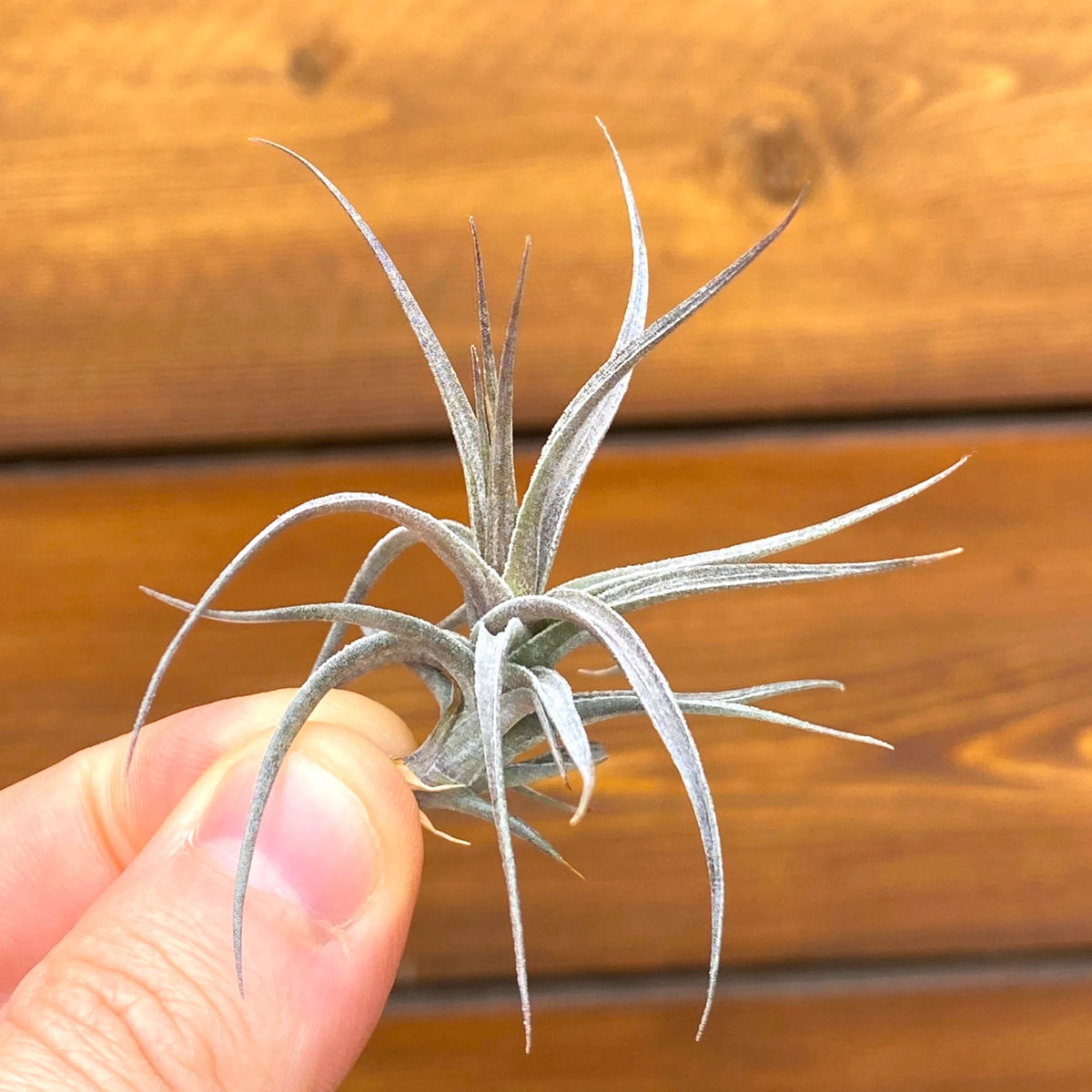 Hand holding a small air plant against a wooden background
