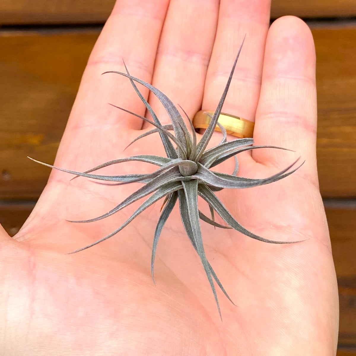 Small air plant held in a hand with a blurred wooden background