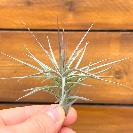 Small air plant held in a hand with a wooden background