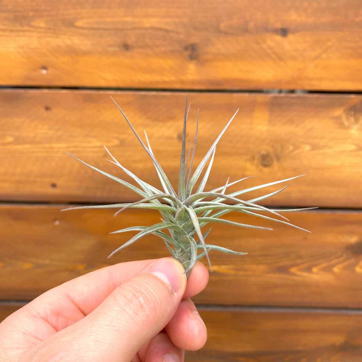 Hand holding a small plant against a wooden background