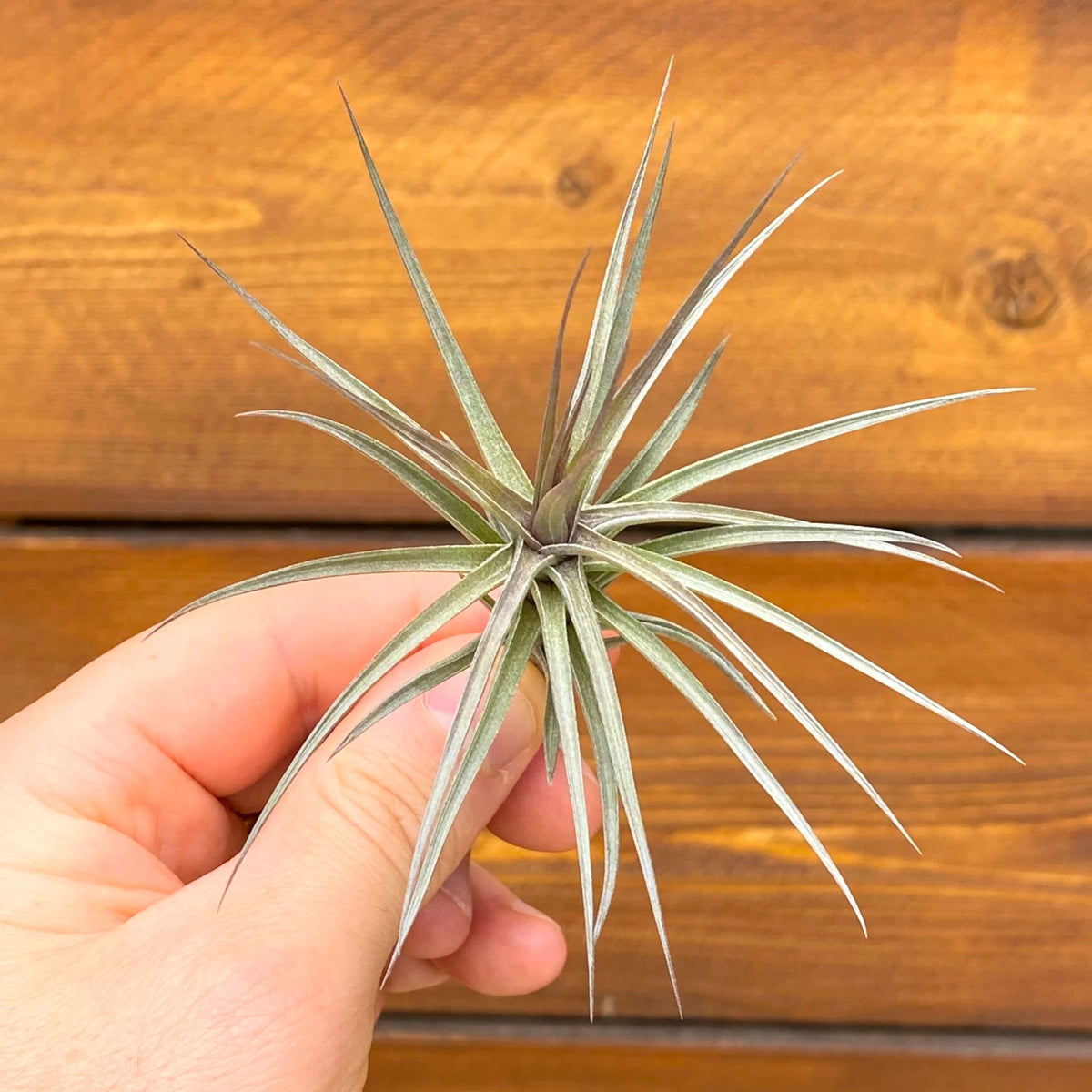 Hand holding a small plant against a wooden background