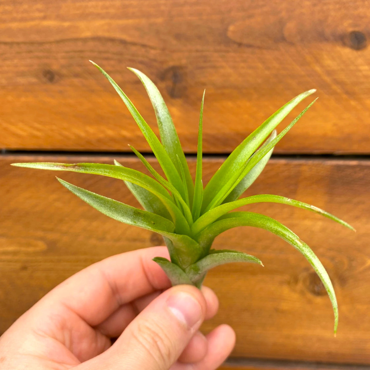 Hand holding a small green plant against a wooden background