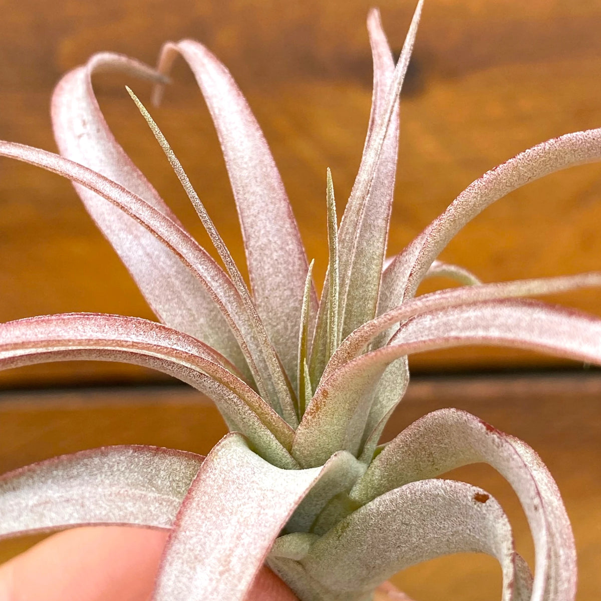 Close-up of a tillandsia plant with a blurred brown background