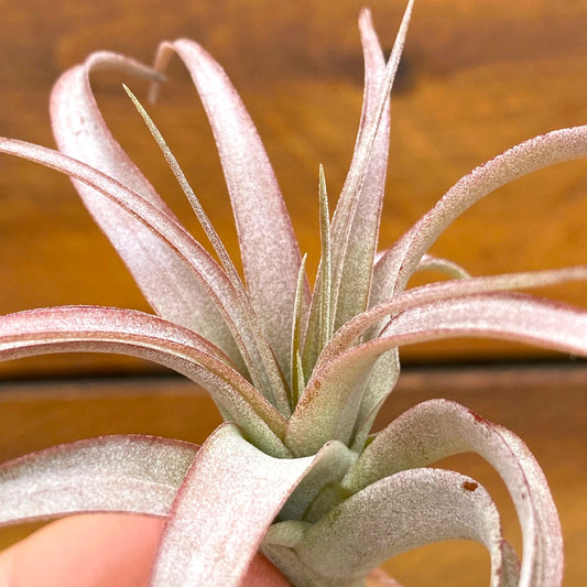 Close-up of a tillandsia plant with a blurred brown background