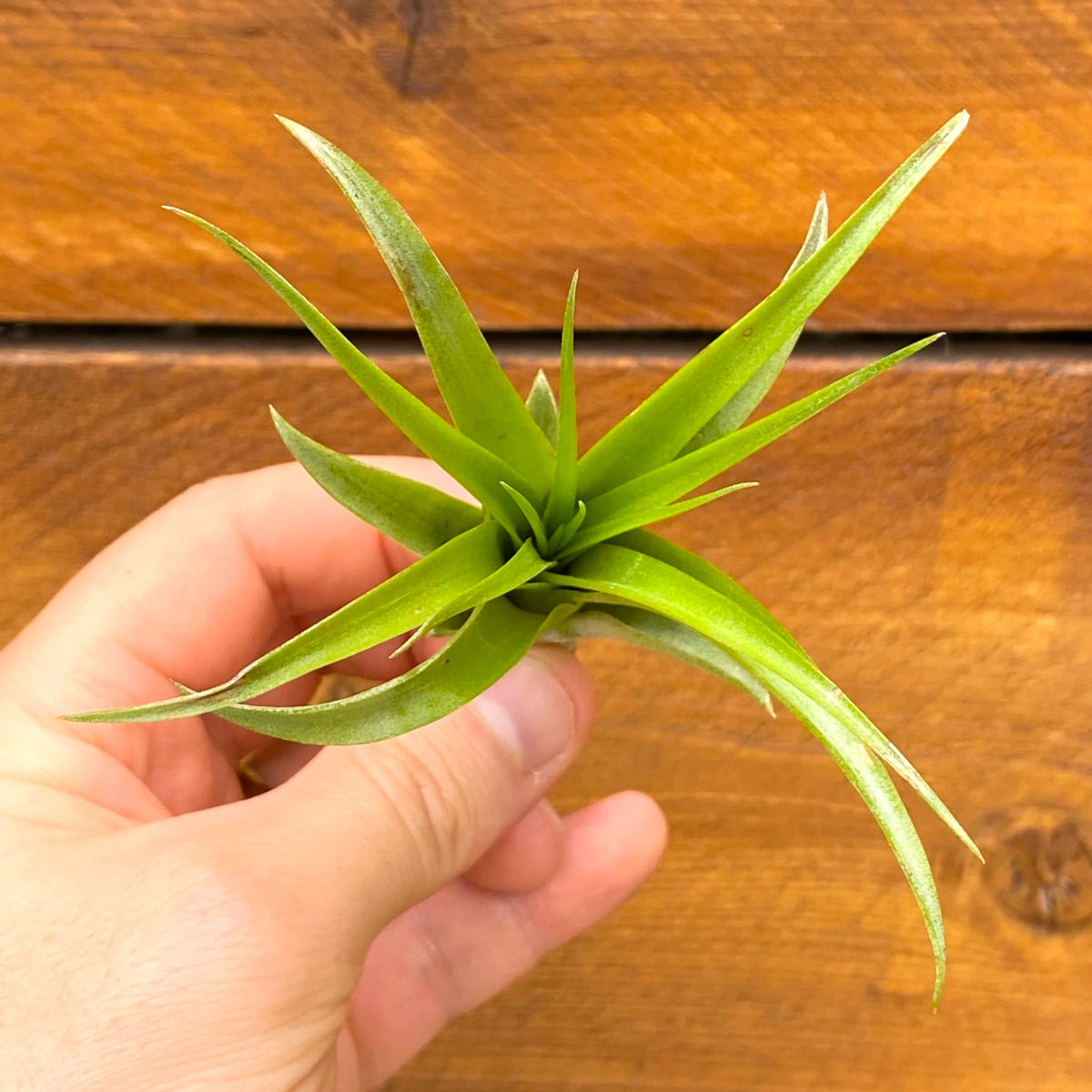 Hand holding a green plant against a wooden background