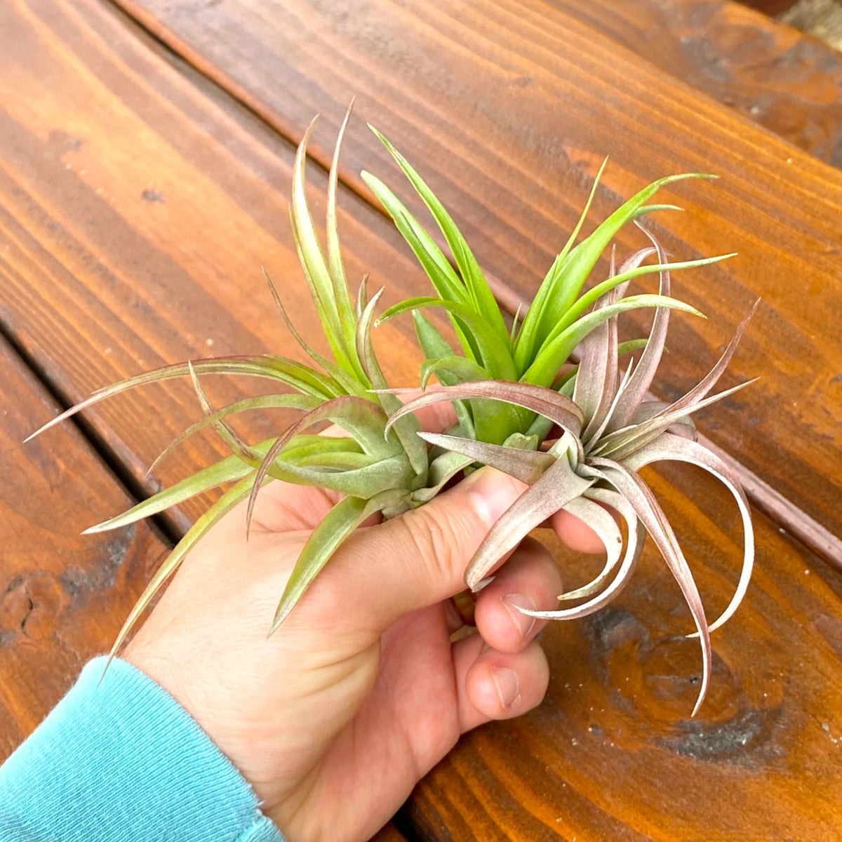 Hand holding a small air plant on a wooden surface