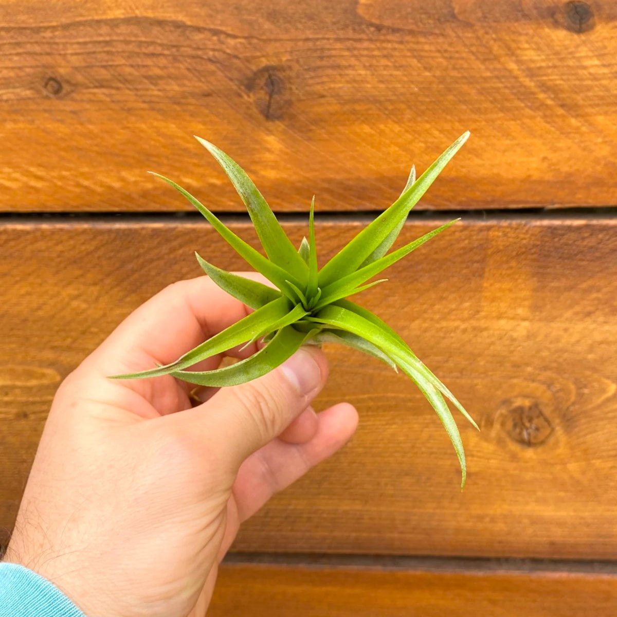 Hand holding a green plant against a wooden background