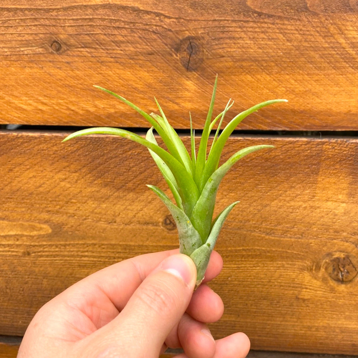 Hand holding a small green plant against a wooden background