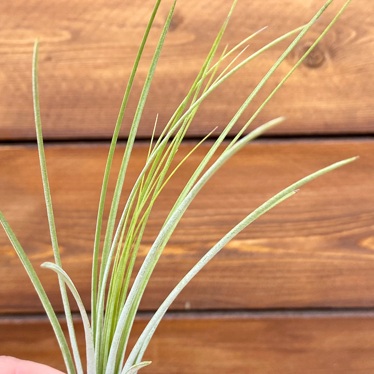 Green Tillandsia Juncea air plant leaves held against a wooden background