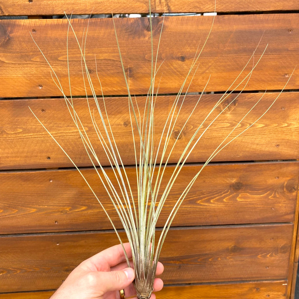 Hand holding a Tillandsia Juncea air plant in front of a wood background