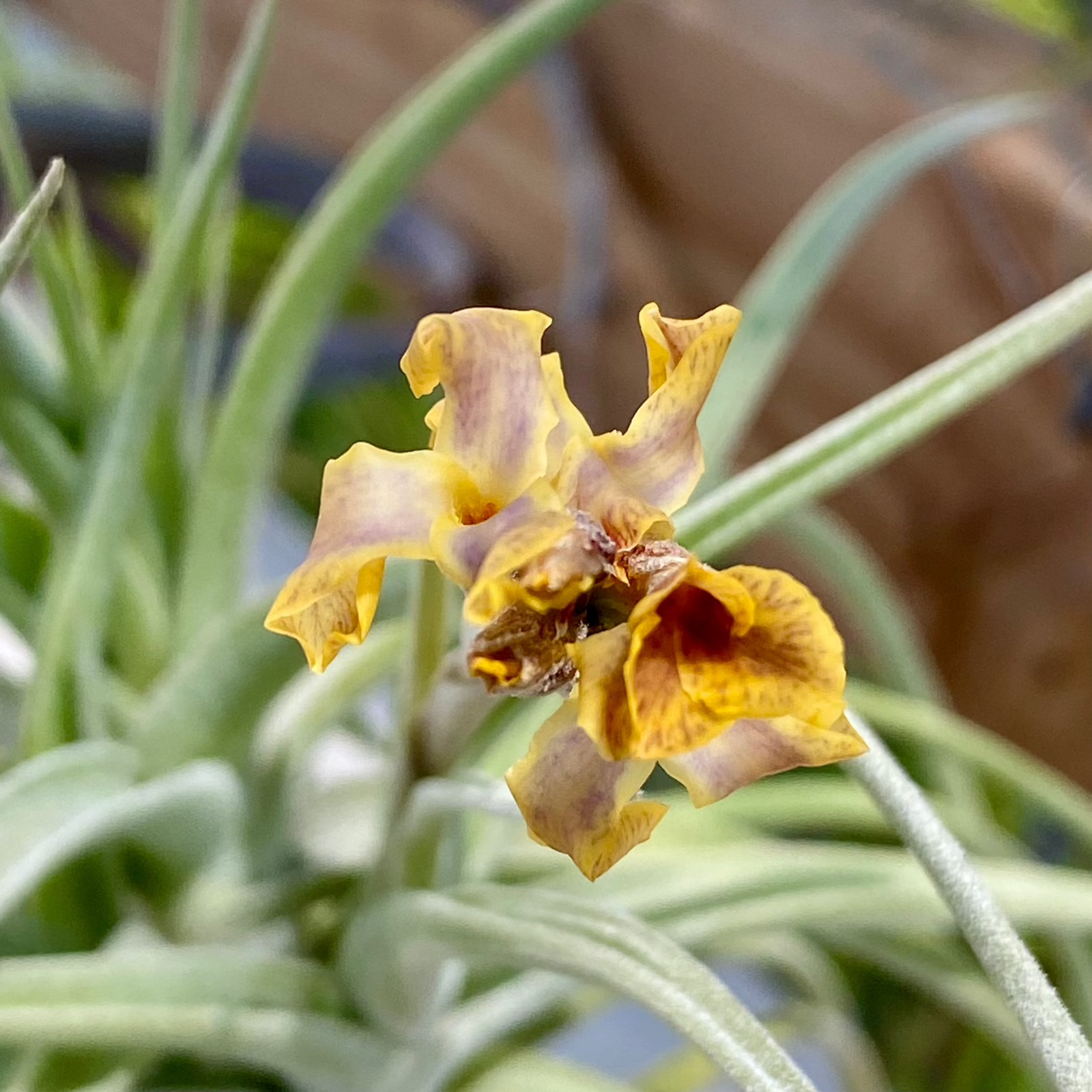 air plant blooms Tillandsia Peru Inca Gold *Fragrant Bloom* – Coastal Plant Company