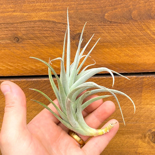 Hand holding a tillandsia recurvifolia subsecundifolia air plant against a wooden background