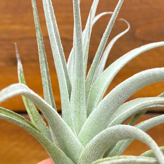 Close-up of a textured tillandsia recurvifolia subsecundifolia air plant against a wooden background