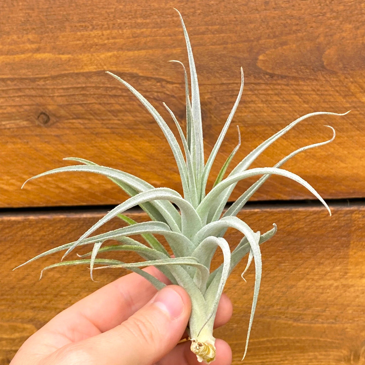 Hand holding a large tillandsia recurvifolia subsecundifolia air plant against a wooden background