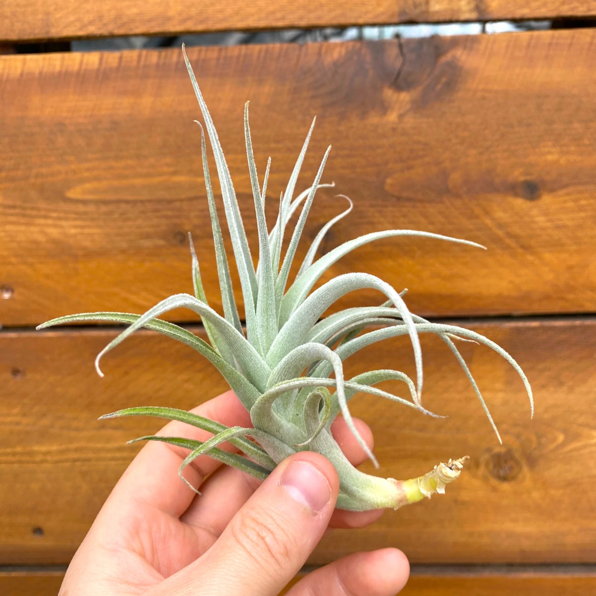 Hand holding a large tillandsia recurvifolia subsecundifolia air plant against a wooden background