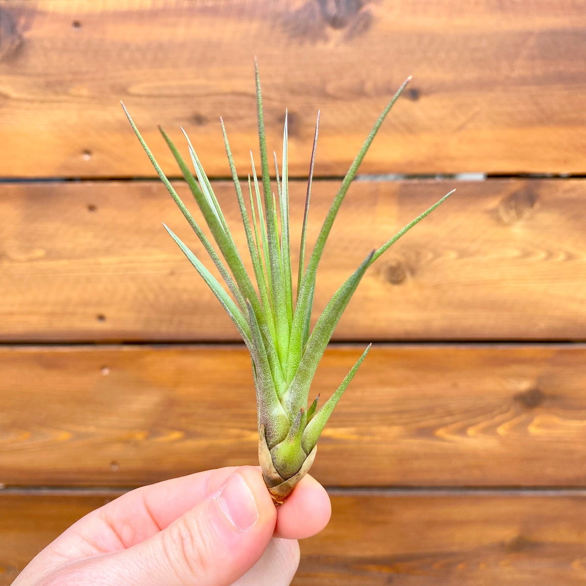 Hand holding a small green air plant against a wooden background